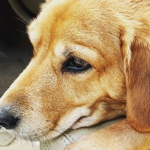 Meet your Posher, Ally